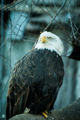 portrait of an american bald eagle