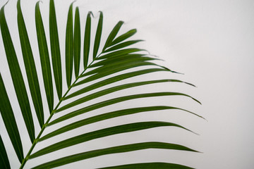Green leaf of areca palm, close-up