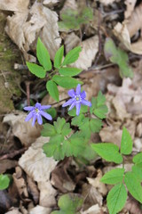 Blue liverwort bloomed in the spring forest