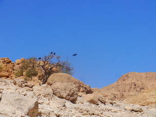 desert scene with clear blue sky, dry tree and group of black ravens near Ein Gedi National Parc and the dead Sea, Israel