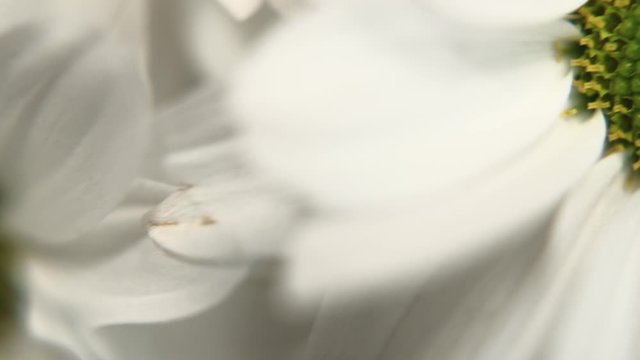 White daisy pom flower. Macro trucking shot. 4K resolution. Shallow depth of field.