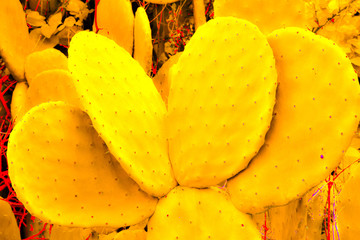 yellow prickly pear