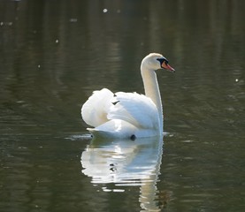 Schwan beim Sonnenbaden