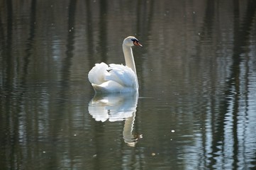 Naklejka premium Schwan beim Sonnenbad