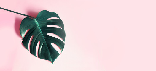 Tropical leaves Monstera on pink background. Abstarct Flat lay and top view. Green tropical leaf of monstera pink background. Tropic monstera on pink background.