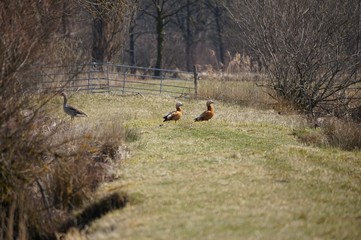Schöne Einten am Fischteich