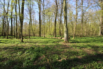wildes Bärlauchfeld im Wald
