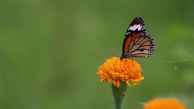Monarch butterfly suck pollen natural green background.