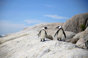 Naklejka premium two penguins in love looking at each other standing on a rock at the sea with blue skies in the background