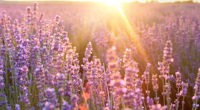 Beautiful image of lavender field over summer sunset landscape. Sunset rays over a lavender flowers.