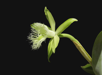 Three quarter view of a white Rhyncholaelia digbyana orchid with a ruffle lip.