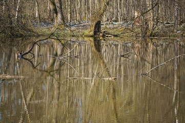 Moorsee