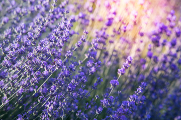 Lavender field aerial view. Purple lavender garden. Spa essential oil of beautiful herbs. Blooming lavender in a field at sunset in Provence, France.