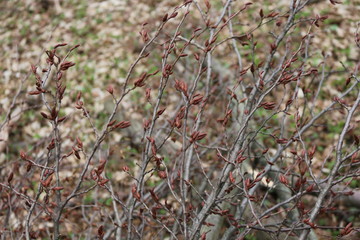  The buds are swollen in the trees and young leaves will appear soon