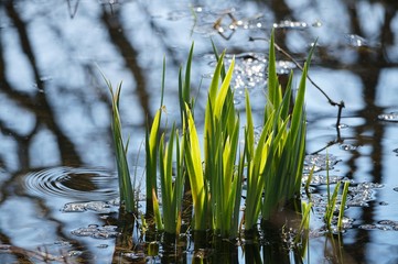 Seegras in der Eulenau