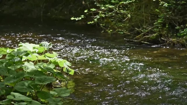 River flowing in wild vegetation
