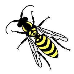 Yellow-black wasp. Insect. Vector illustration, flat design.