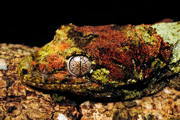 mossy New Caledonian gecko / Neukaledonischer Flechtengecko (Mniarogekko chahoua) - obrazy, fototapety, plakaty