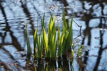 Schönes Seegras im Moor