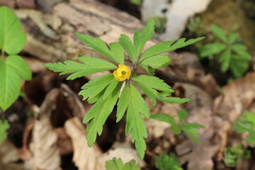 
Yellow buttercups bloomed in the spring forest
