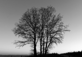 Sauerland Baumgruppe Buchen Beech Fagus Abendsonne Sonnenuntergang Atmosphäre Familie Stammbaum Äste verzweigen Filigran Struktur Wurzeln Höhenflug Neuenrade Altena Trauer Sehnsucht Trost Beileid 