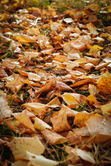 autumn leave