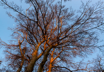 Sauerland Baumgruppe Buchen Beech Fagus Abendsonne warmes Licht Sonnenuntergang Atmosphäre Familie...