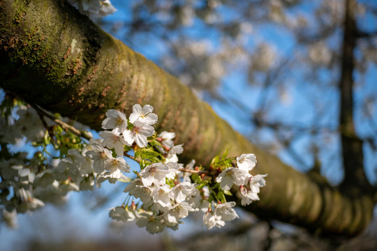 Die Blüte der Zierkirsche Prunus serrulata - Tai Haku - aus Guatemala 