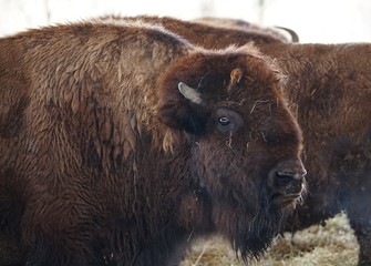 Junges Wisent in bayrischen Stall
