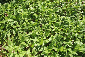 wilder Bärlauch im Wald