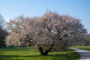 Die Bl&uuml;te der Zierkirsche Prunus serrulata - Tai Haku - aus Guatemala 