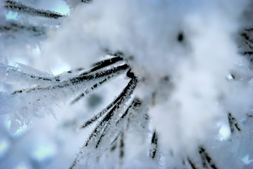 snow-covered branch