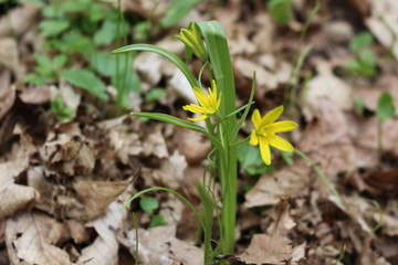 Yellow goose onion blooms in early spring in the forest