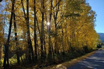 sunset in the forest