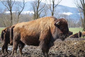 Schönes  Wisent