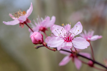 Fototapeta na wymiar cherry blossom in spring