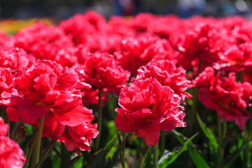 Closeup of pink tulips flowers with green leaves in the park outdoor.