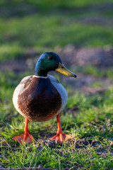 Duck on the grass in spring