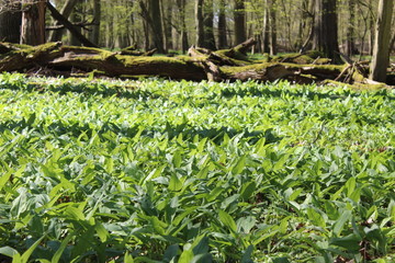 wildes Bärlauchfeld im Wald