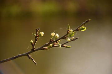 branch of willow