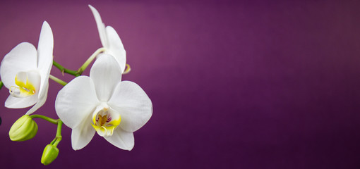 white orchid on purple background, place for text, floral pattern.