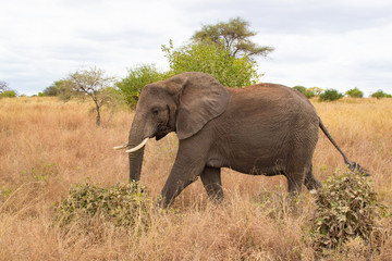 Fototapeta na wymiar Elephant walking in the savannah of Tarangire National Park, in Tanzania