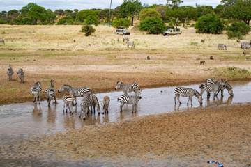 Zebras drinking water in a river of the savanna of Tarangire National Park, in Tanzania
