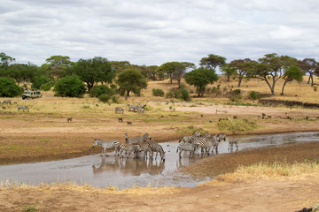 Fototapeta na wymiar Zebras drinking water in a river of the savanna of Tarangire National Park, in Tanzania