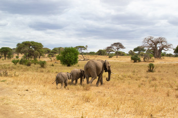 Fototapeta na wymiar Female elephant taking care of her babies on the savanna of Tarangire National Park, in Tanzania