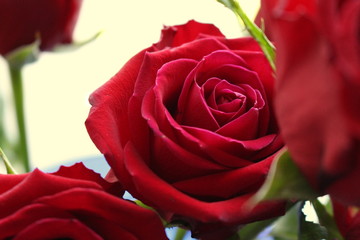 Close up photograph of a vibrant red rose against a white background