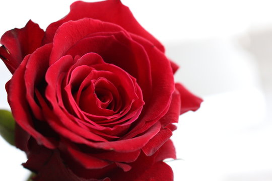 Close up photograph of a vibrant red rose against a white background