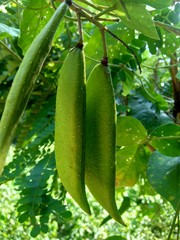 Biancaea sappan (Caesalpinia sappan L., sappanwood, secang, sepang, Indian redwood) with natural background. This plant in Indonesia is used as drink and herbal medicine.