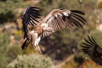 Flying griffon vulture about to land.