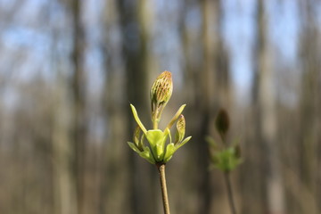 Fresh young leaves blossomed on trees in spring
